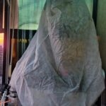 növények leander teleltetés