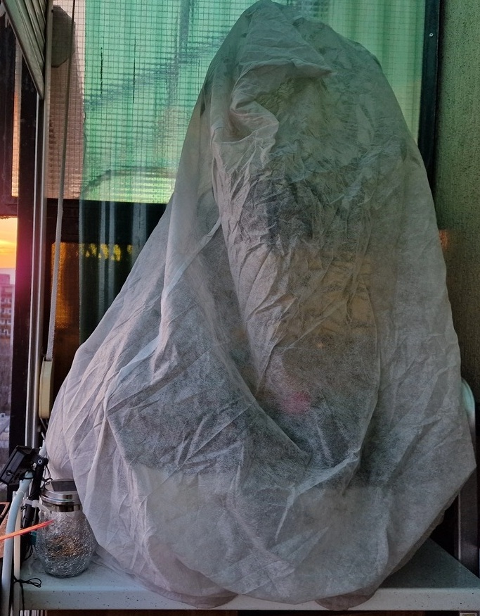 Népszerű dísznövények téli védelme és teleltetése